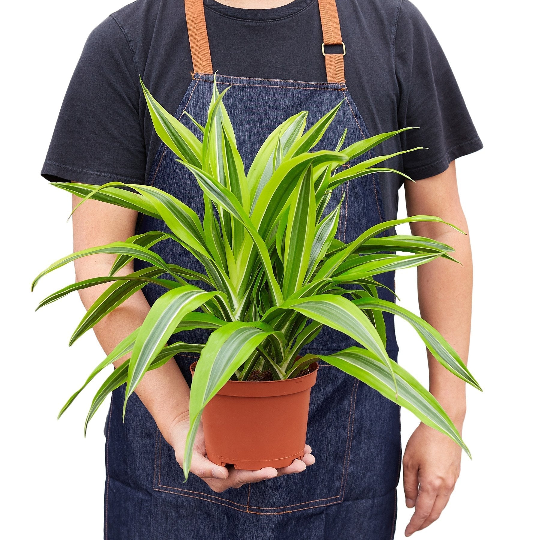 Dracaena 'Lemon Lime' – view 6