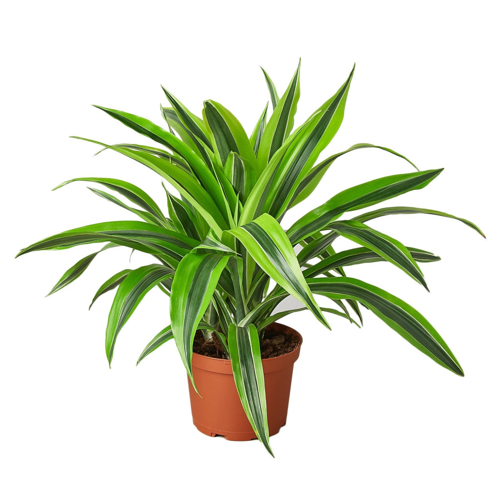 Dracaena 'Lemon Lime' – view 4