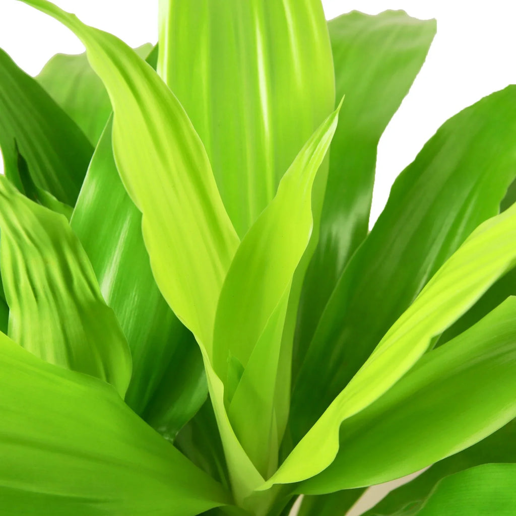 Dracaena 'Lime Light' – view 2