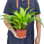 Dracaena 'Lime Light' – view 3