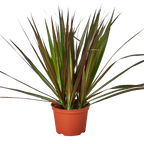 Dracaena 'Marginata Magenta'