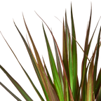 Dracaena 'Marginata Magenta' – view 2