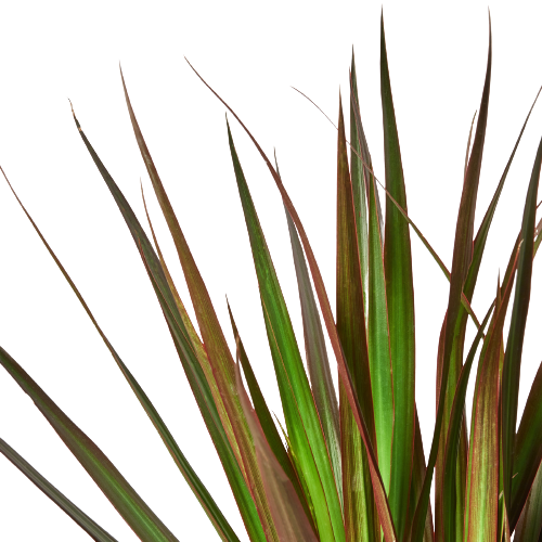 Dracaena 'Marginata Magenta' – view 2