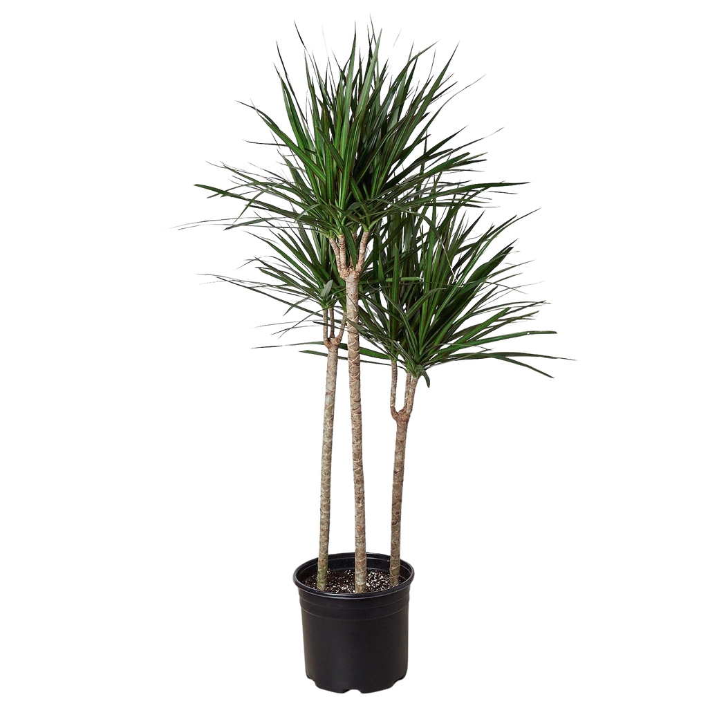 Dracaena 'Marginata Cane' – view 5