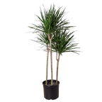 Dracaena 'Marginata Cane' – view 5