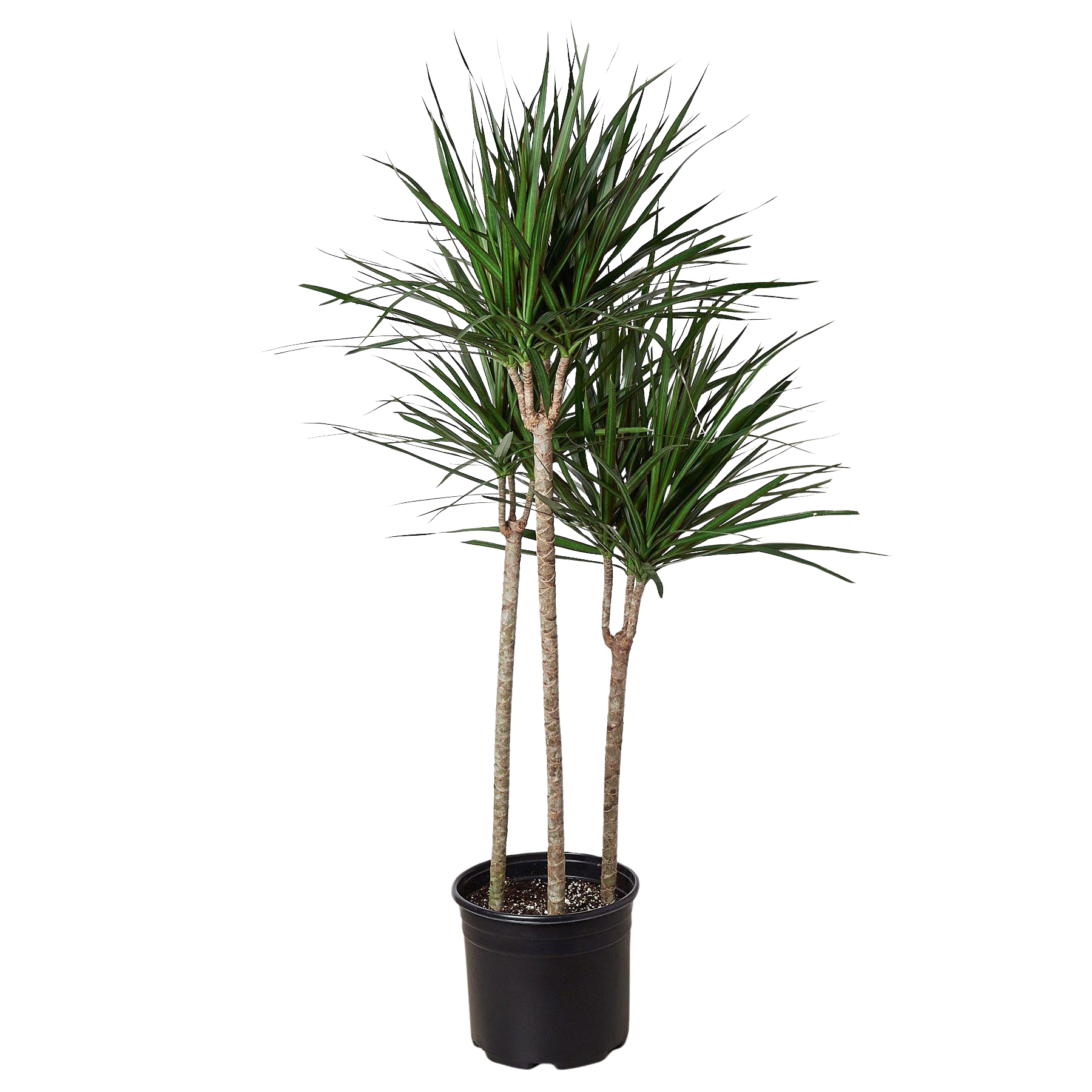 Dracaena 'Marginata Cane' – view 5
