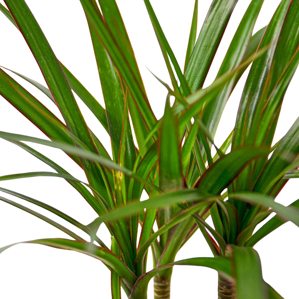 Dracaena 'Marginata Cane' – view 2