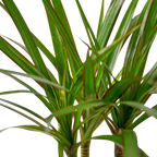 Dracaena 'Marginata Cane' – view 2
