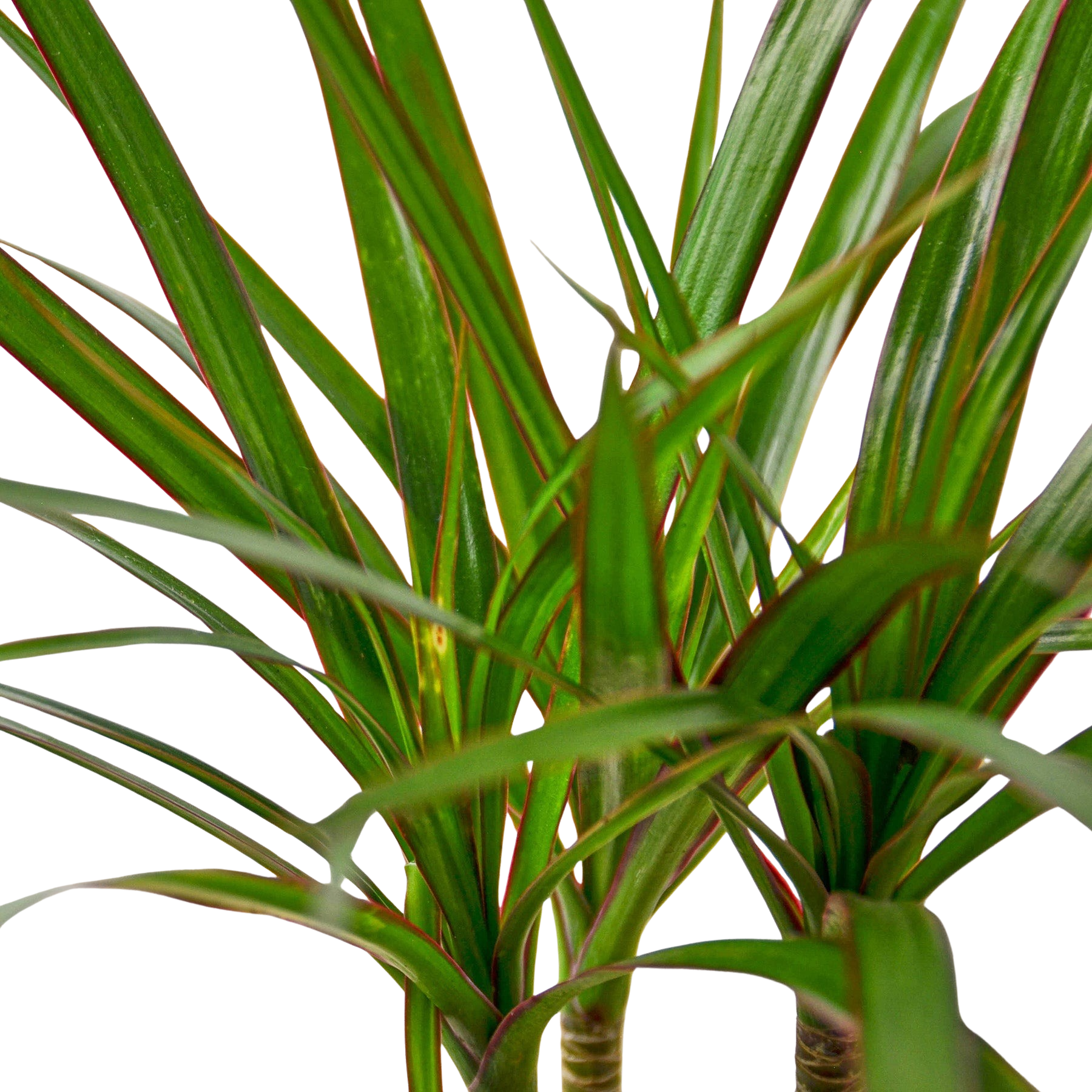 Dracaena 'Marginata Cane' – view 2