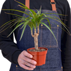 Dracaena 'Marginata Cane' – view 3