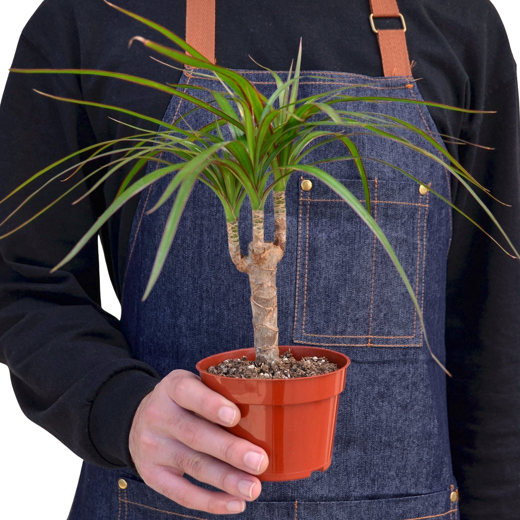 Dracaena 'Marginata Cane' – view 3