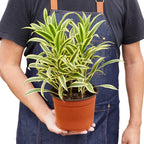 Dracaena 'Song of India' – view 4