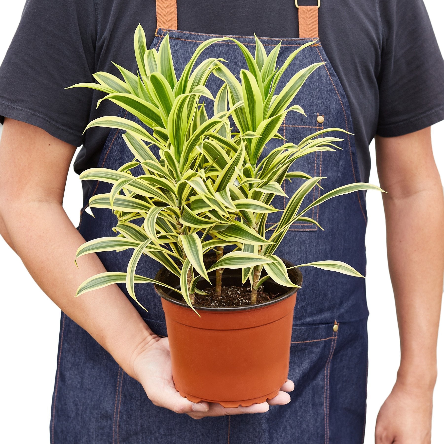 Dracaena 'Song of India' – view 4
