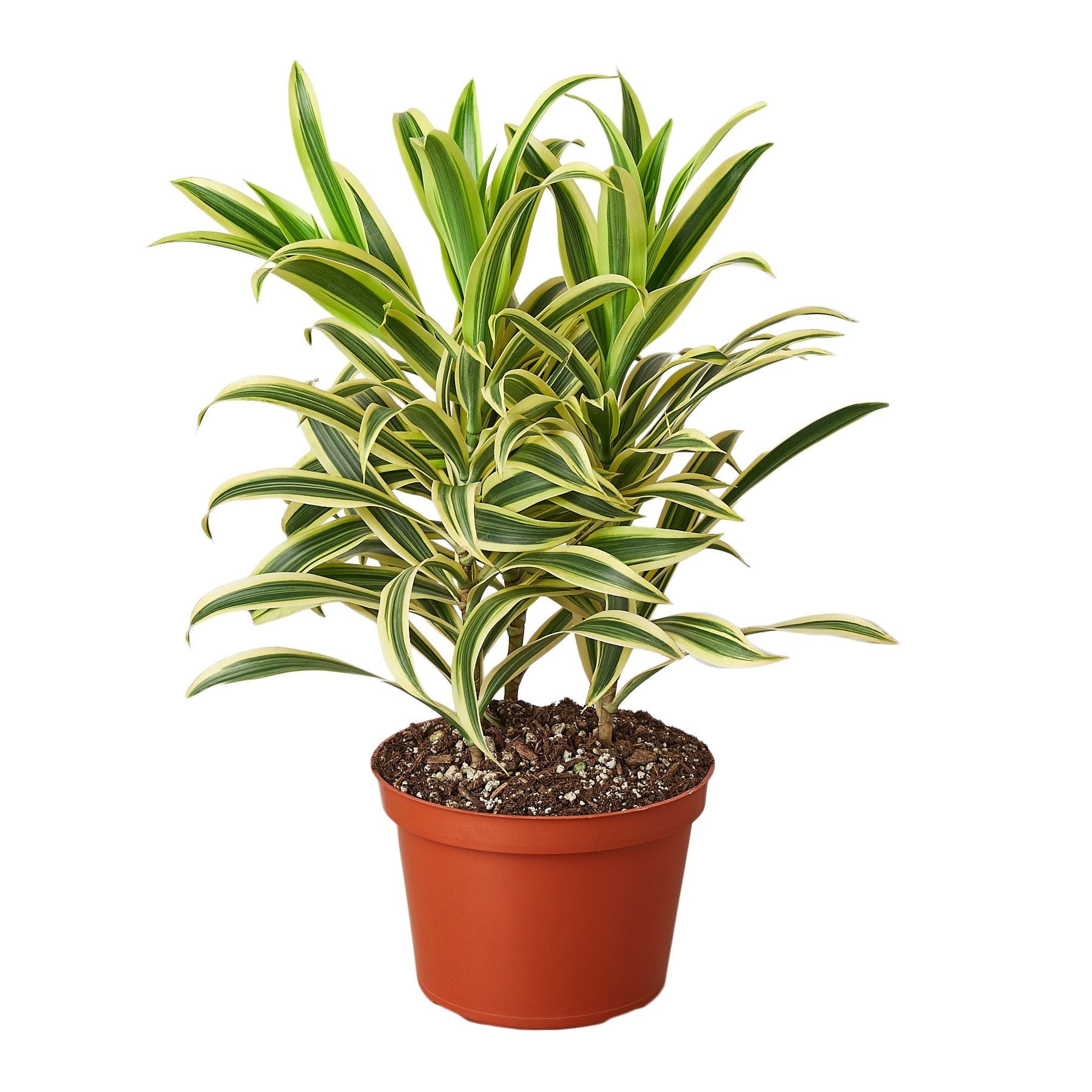 Dracaena 'Song of India' – view 3