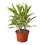 Dracaena 'Song of India' – view 3