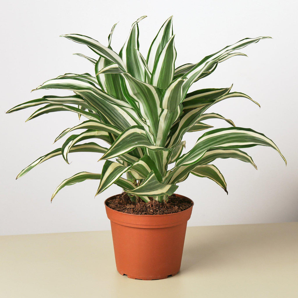 Dracaena 'Warneckii White Jewel' – view 3