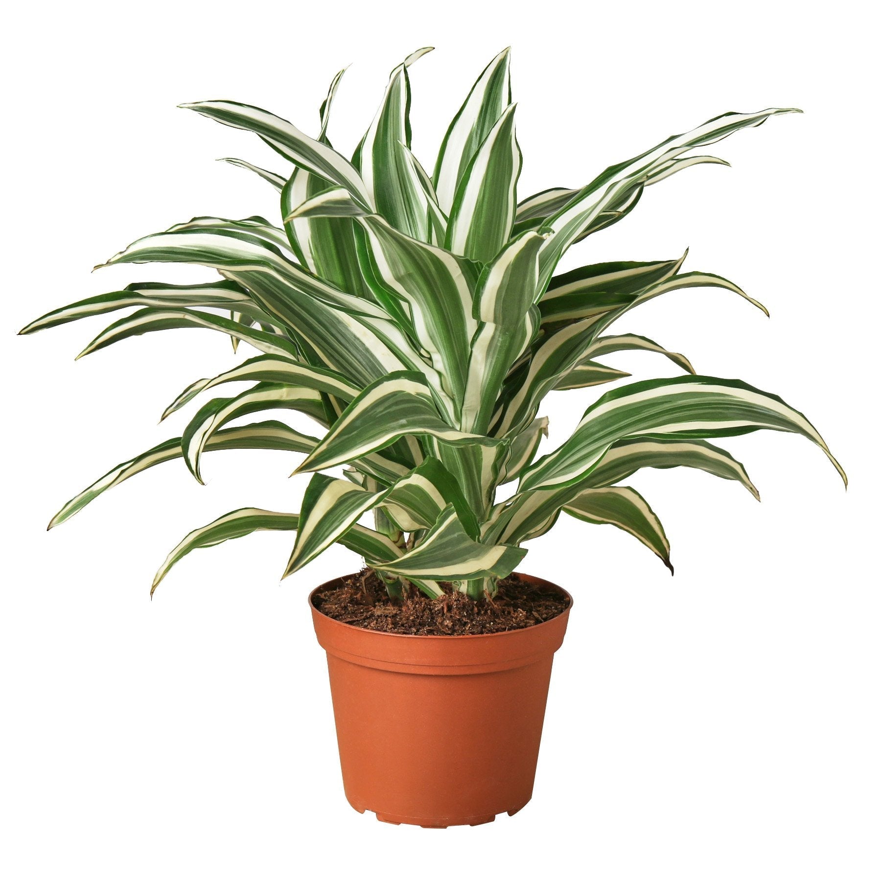Dracaena 'Warneckii White Jewel' Live Plant – 6" Nursery Pot