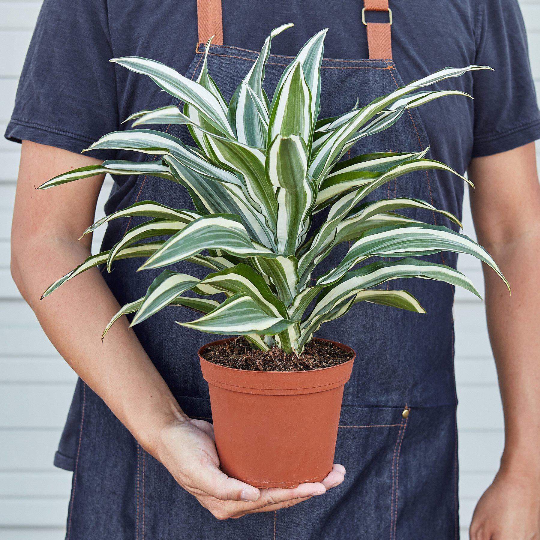 Dracaena 'Warneckii White Jewel' – view 2