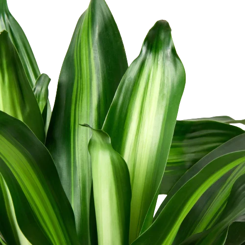 Dracaena Massangeana – view 2