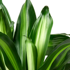 Dracaena Massangeana – view 2