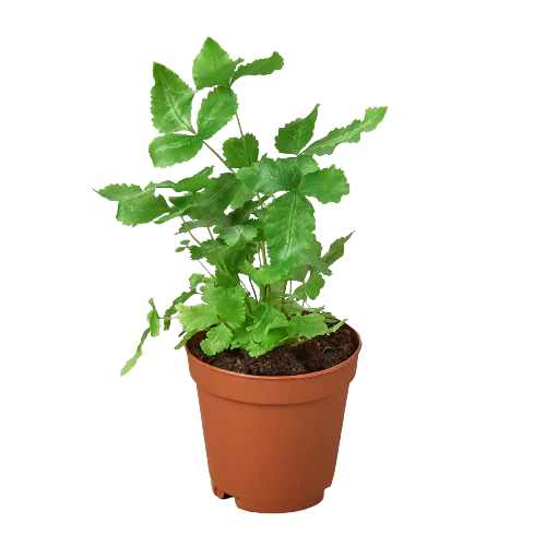 Pteris Cretica 'Albo Fern' – view 4