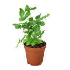 Pteris Cretica 'Albo Fern' – view 4