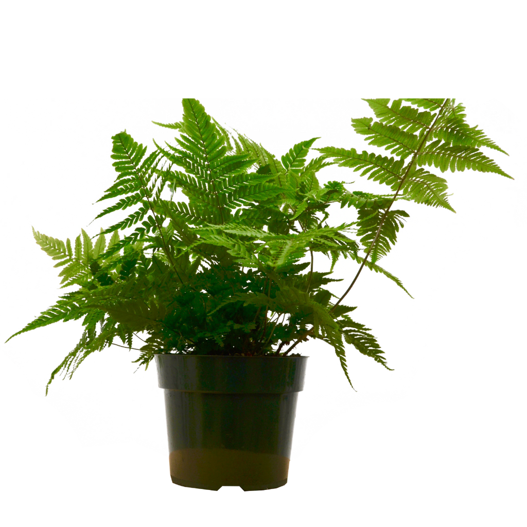 'Autumn' Fern Live Plant – 6" Nursery Pot