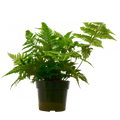 'Autumn' Fern Live Plant – 6" Nursery Pot