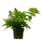 'Autumn' Fern Live Plant – 6" Nursery Pot