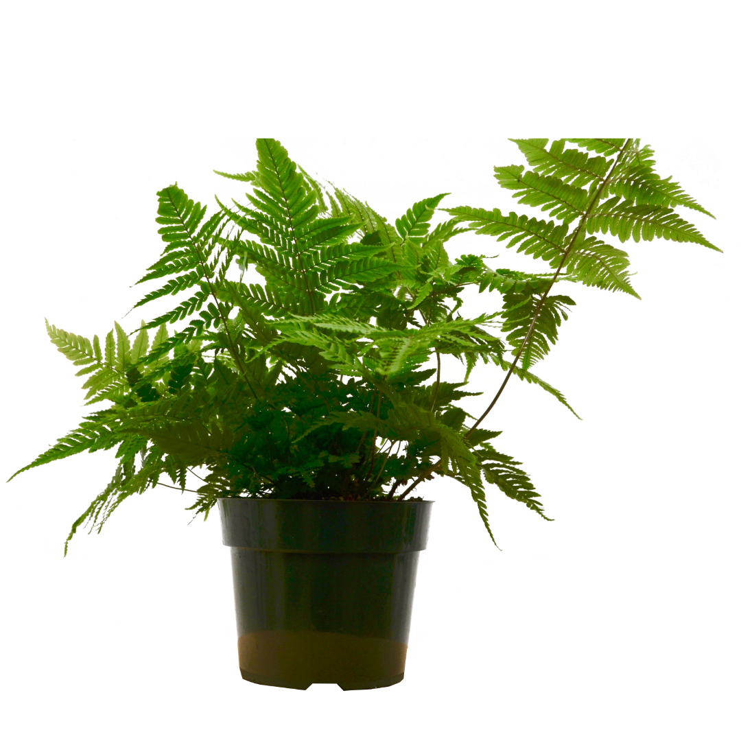 'Autumn' Fern Live Plant – 6" Nursery Pot