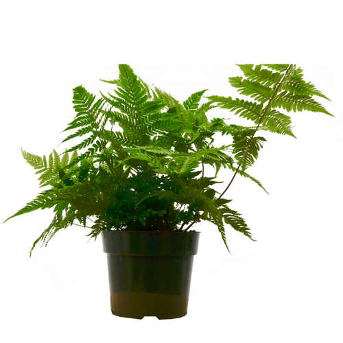 'Autumn' Fern Live Plant – 6" Nursery Pot