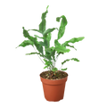 Fern 'Blue Star' Live Plant – 4" Nursery Pot