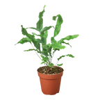Fern 'Blue Star' Live Plant – 4" Nursery Pot