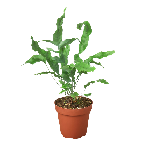 Fern 'Blue Star' Live Plant – 4" Nursery Pot