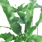 Fern 'Blue Star' – view 6