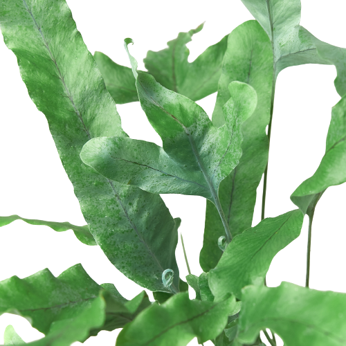 Fern 'Blue Star' – view 6