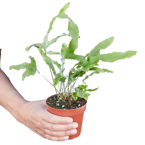 Fern 'Blue Star' – view 5