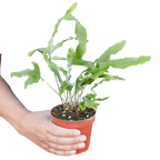 Fern 'Blue Star' – view 5