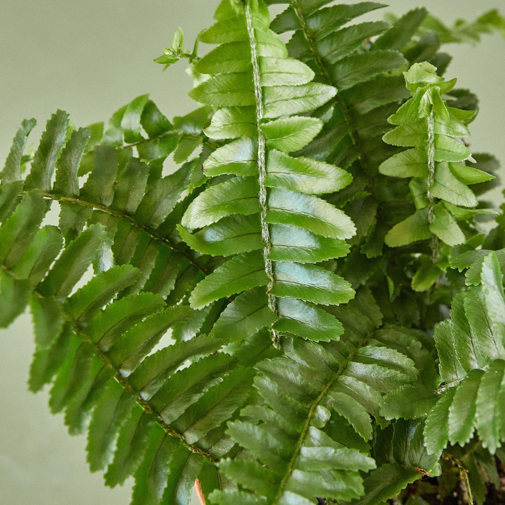 Jester's Crown Fern – view 4