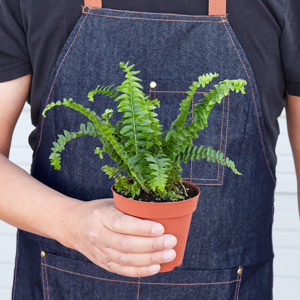 Jester's Crown Fern – view 5