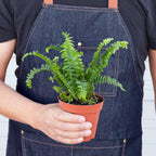 Jester's Crown Fern – view 5