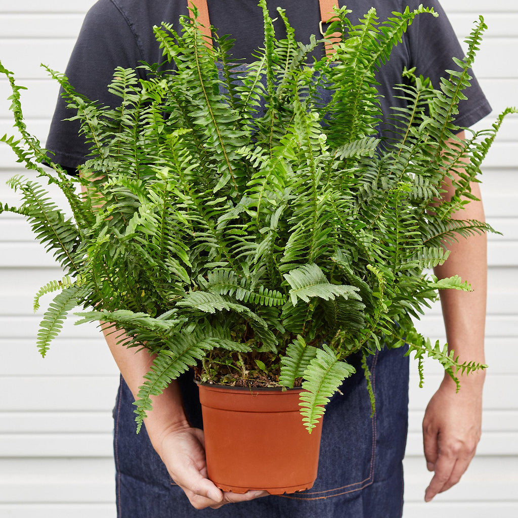 Jester's Crown Fern – view 7