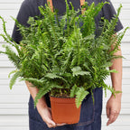 Jester's Crown Fern – view 7