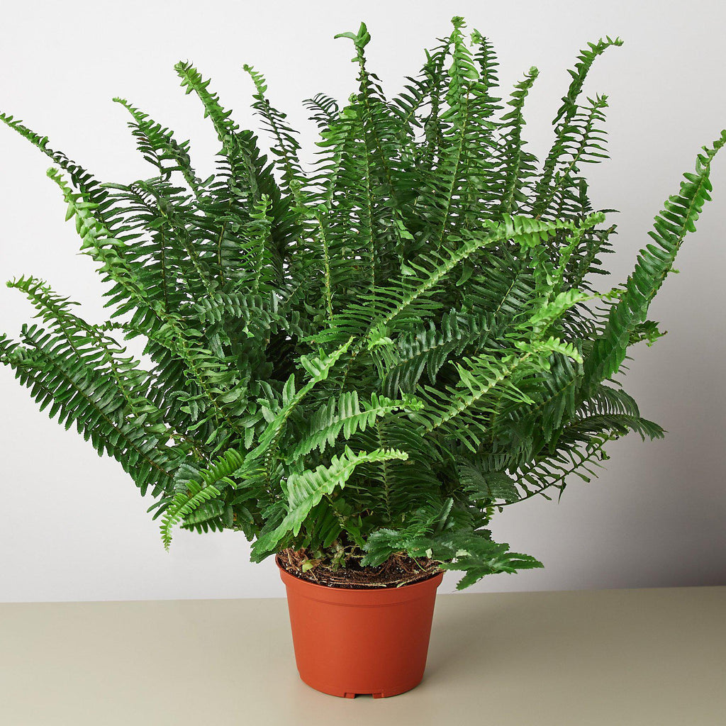 Jester's Crown Fern – view 6