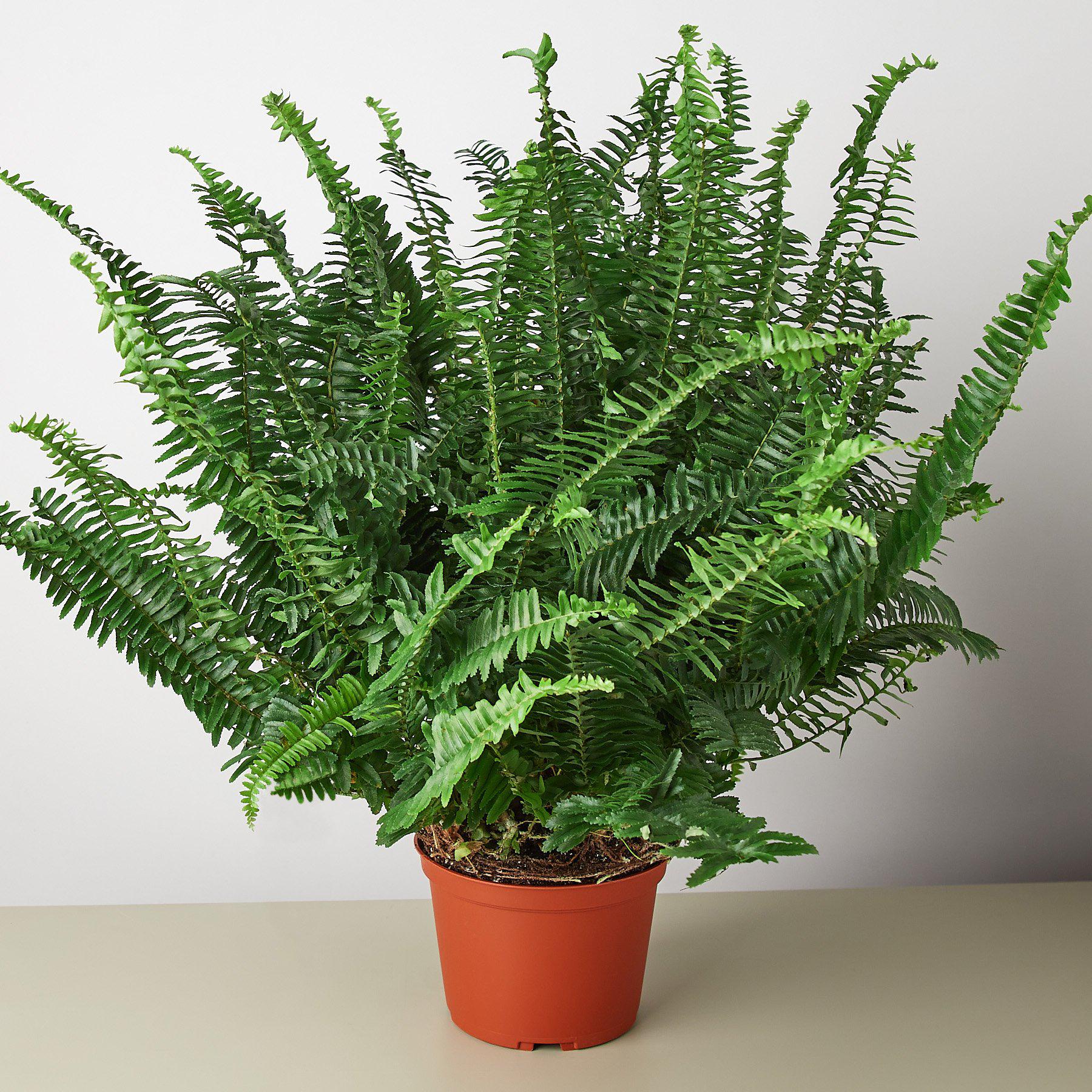 Jester's Crown Fern – view 6