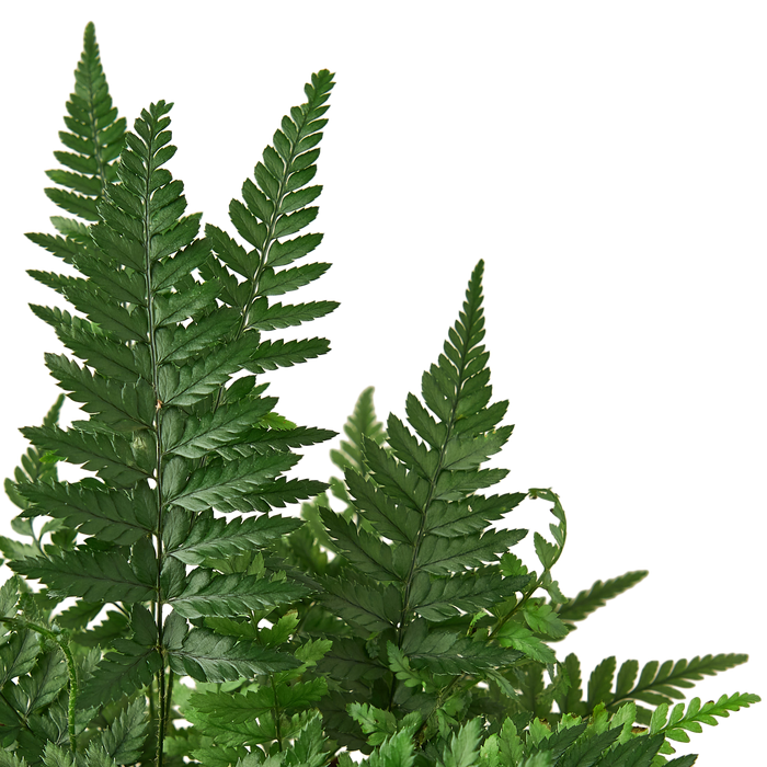 'Korean Rock' Fern – view 2