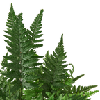 'Korean Rock' Fern – view 2