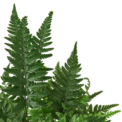 'Korean Rock' Fern – view 2