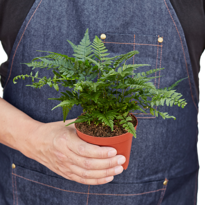 'Korean Rock' Fern – view 3