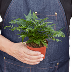 'Korean Rock' Fern – view 3